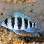 Captive-Bred Freshwater Fish